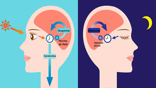 La importancia de la Melatonina.